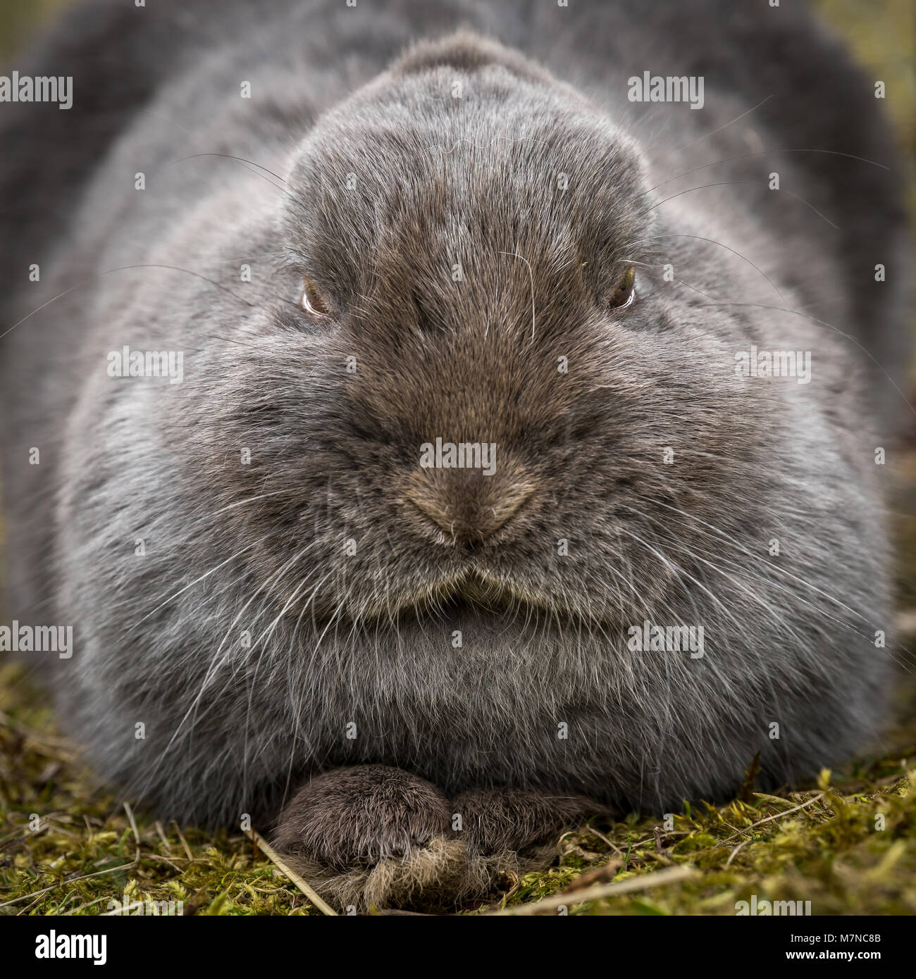 A grey dwarf rabbit taking in the grass Stock Photo