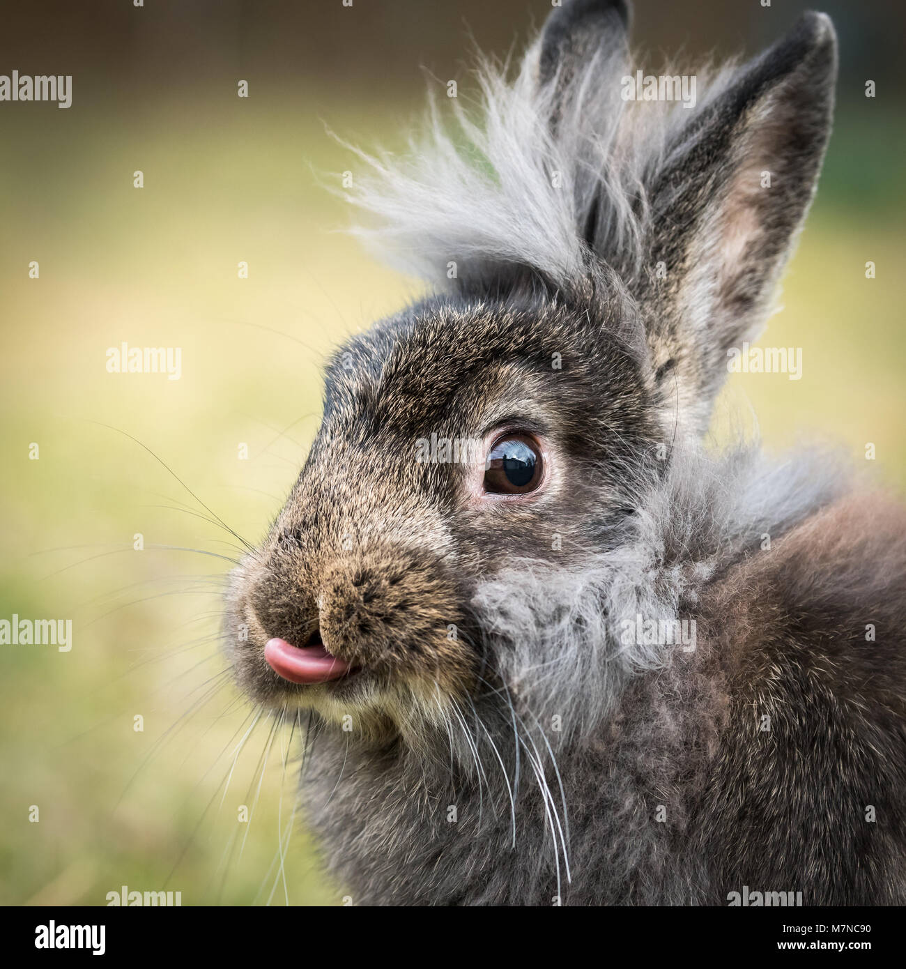A portrait of a brown dwarf rabbit showing his tongue Stock Photo - Alamy