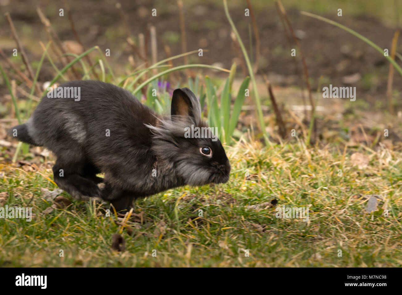 A black dwarf rabbit (lions head) running and jumping Stock Photo - Alamy