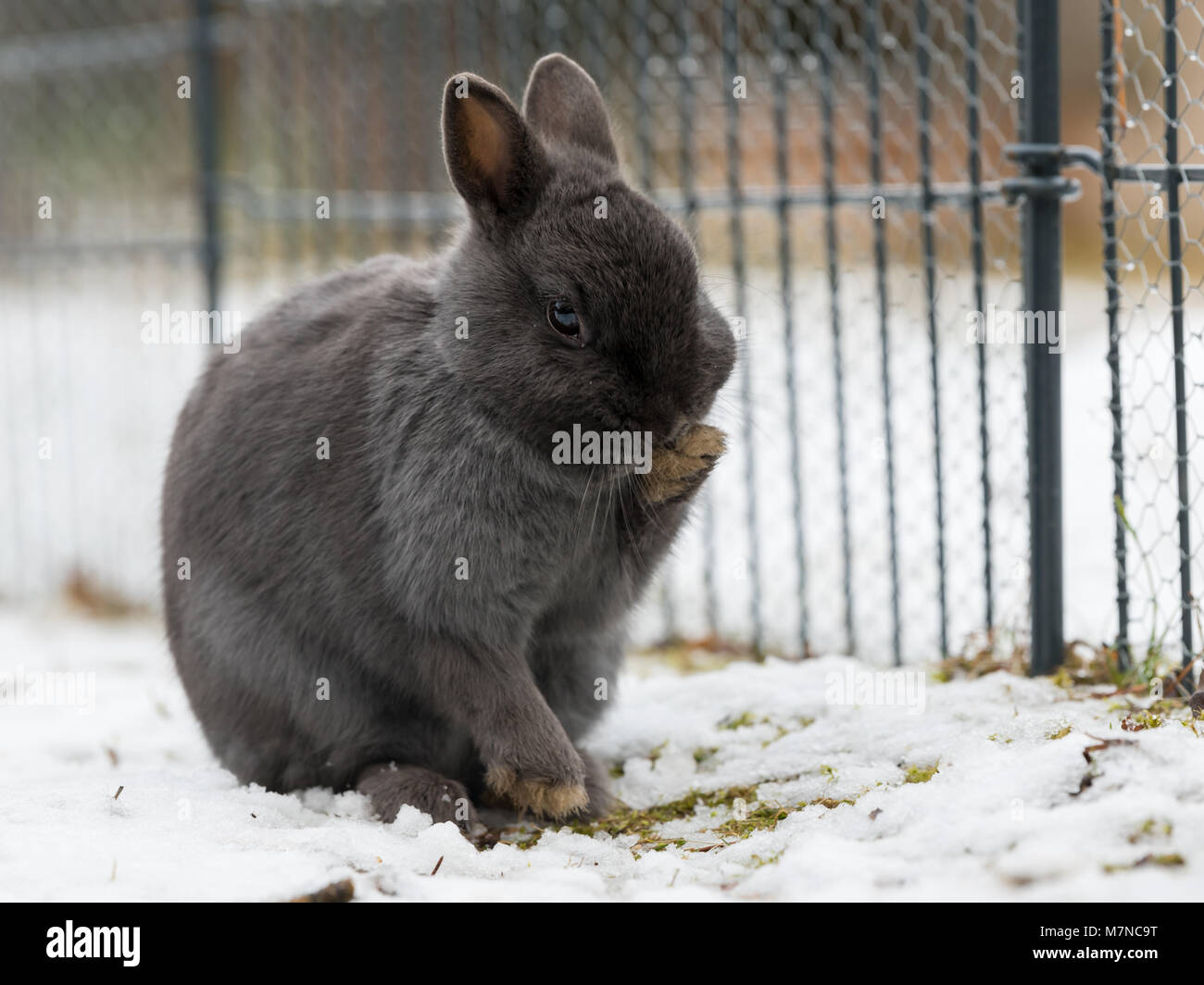 A female grey dwarf rabbit cleaning her paw Stock Photo