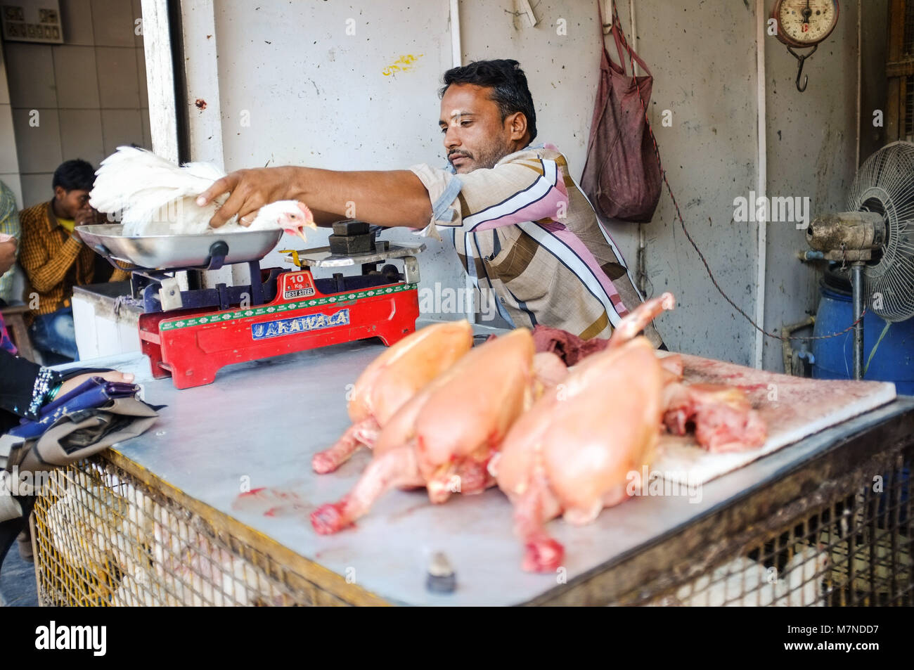 MUMBAI, INDIA - JANUARY 2015: Street salesman weights live chicken on scale at meat stand. Stock Photo