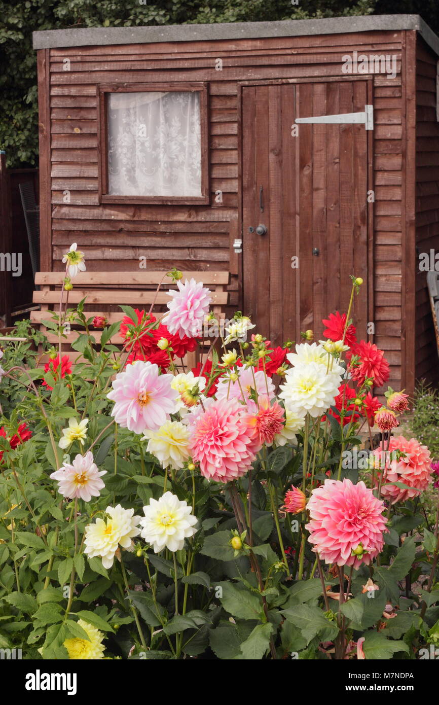 Garden shed flowers hires stock photography and images Alamy