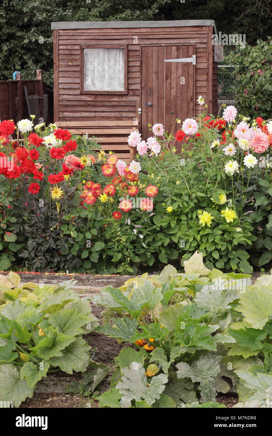 Shed and dahlia flowers on a well kept allotment  in late summer (August), Rotherham, UK Stock Photo