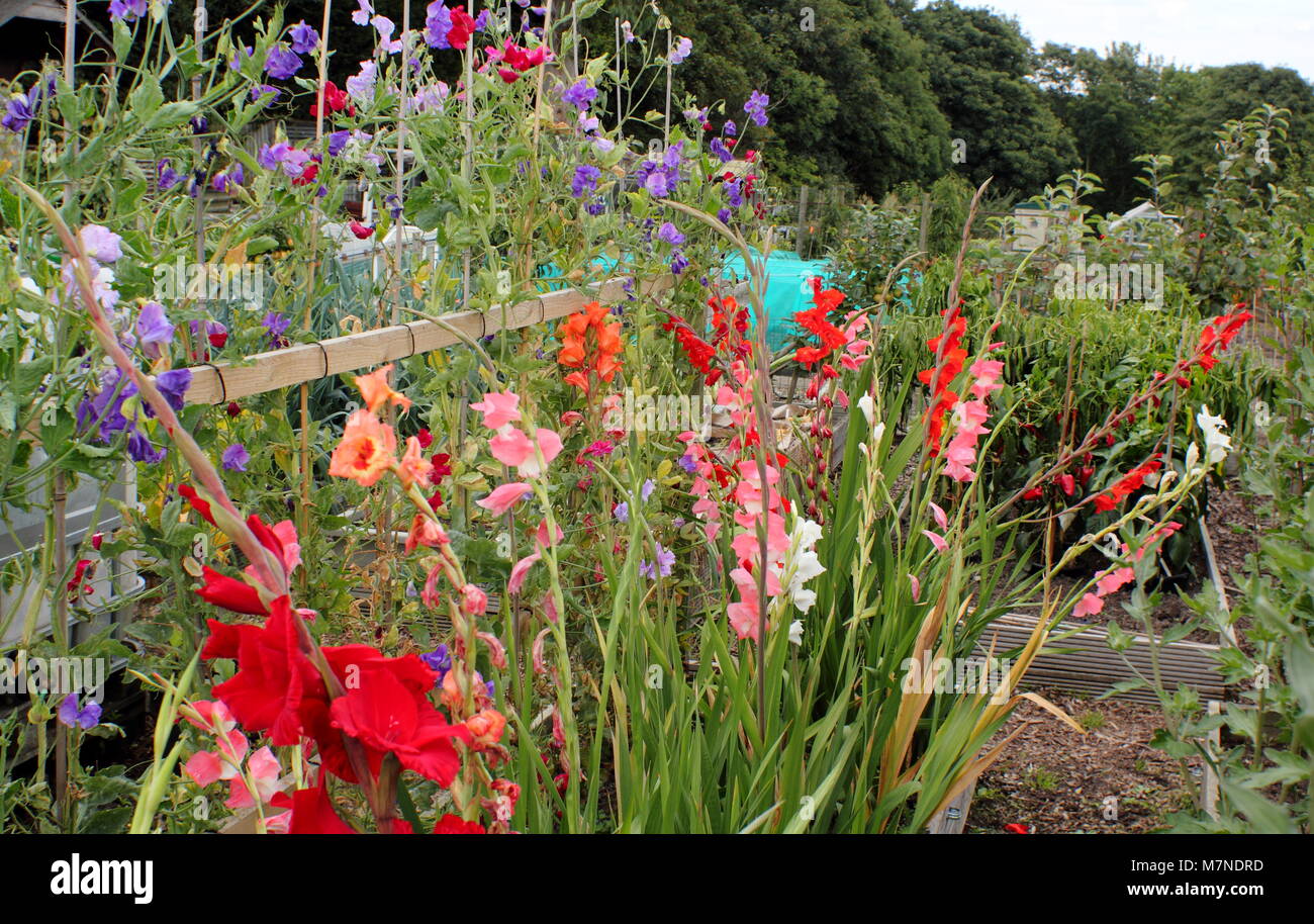 Flowers for cutting. Sweet peas (Lathyrus odoratus), trained up cane