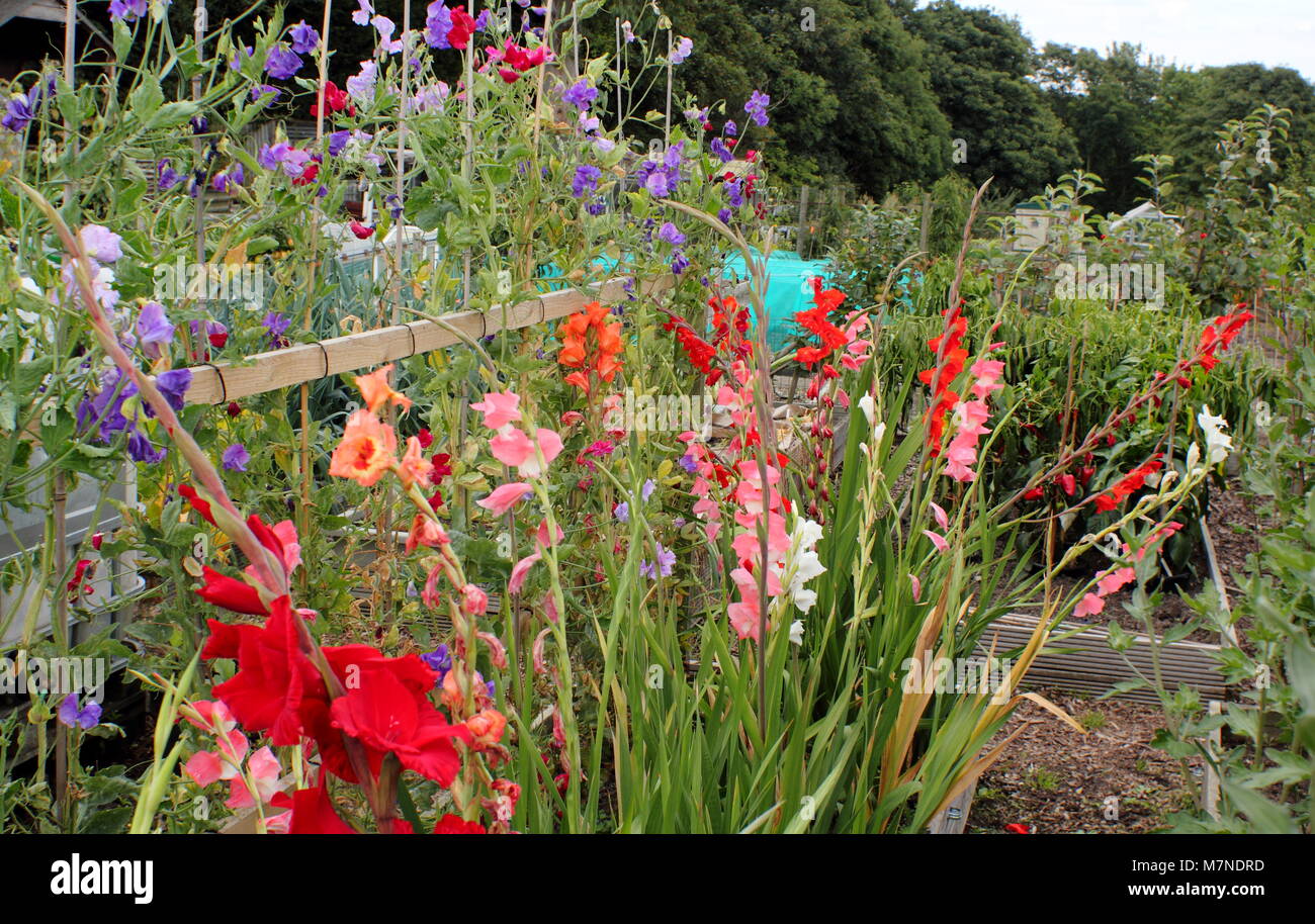 Flowers for cutting. Sweet peas (Lathyrus odoratus), trained up cane supports and gladioli flowers, blooming on an allotment garden in late summer UK Stock Photo