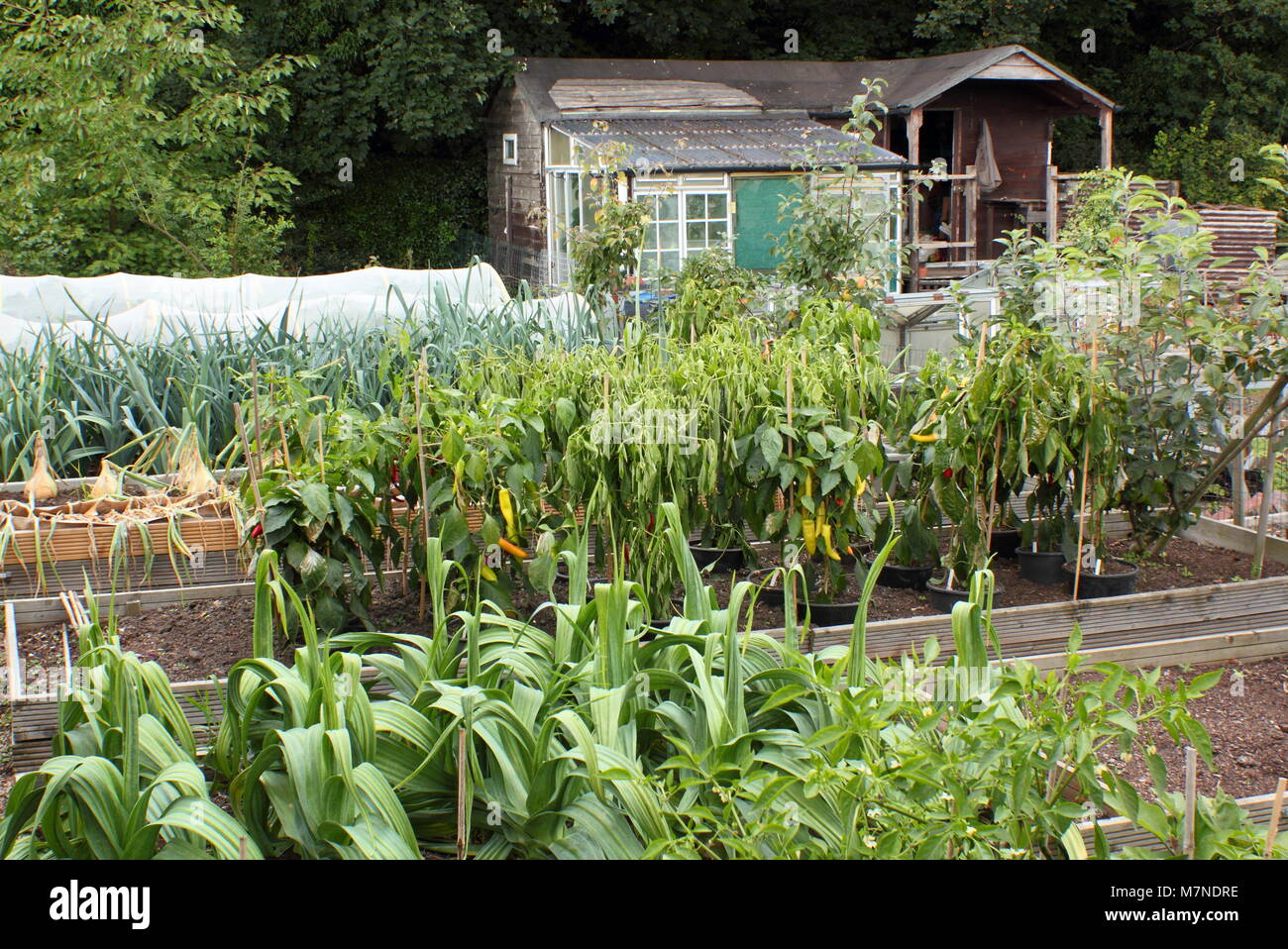 Allotment. Raised beds with leeks, sweetcorn, onions and more in a summer allotment (August), Rotherham, S. Yorks, UK Stock Photo