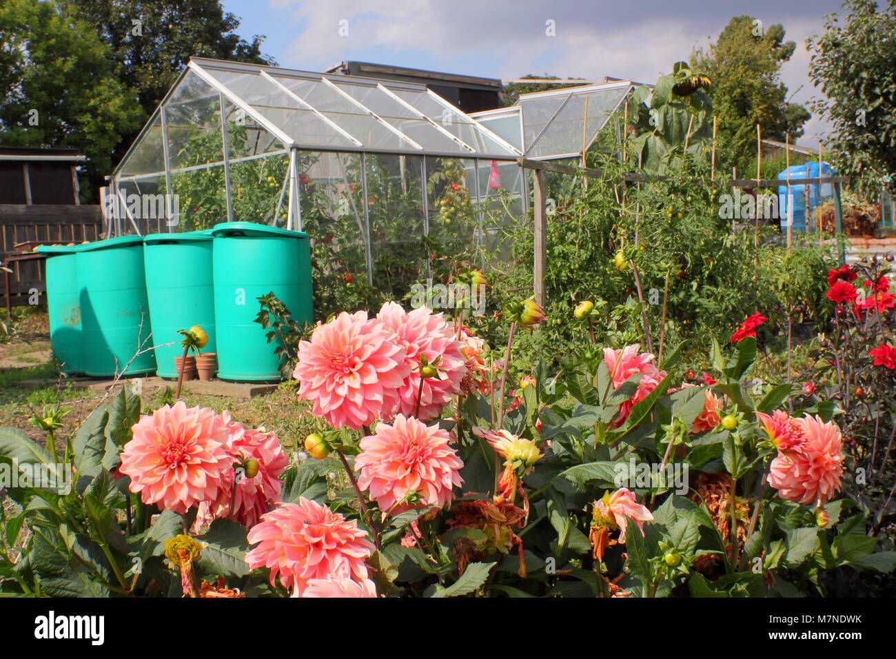 Well maintained allotment plot with dahila flowers, water butts, greenhouses and veg in summer, Yorkshire, England, UK Stock Photo