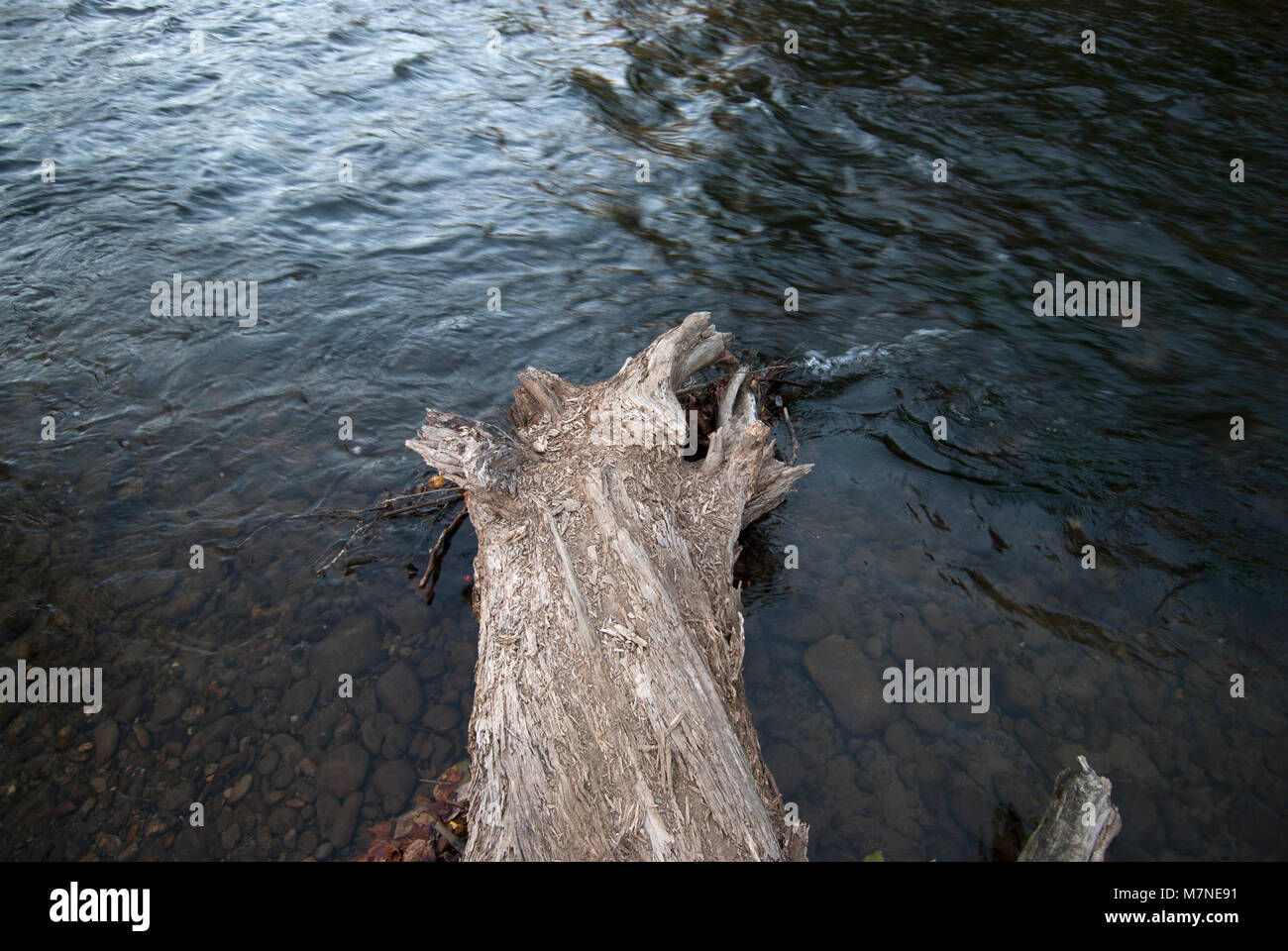 Tree stump in river. Stock Photo