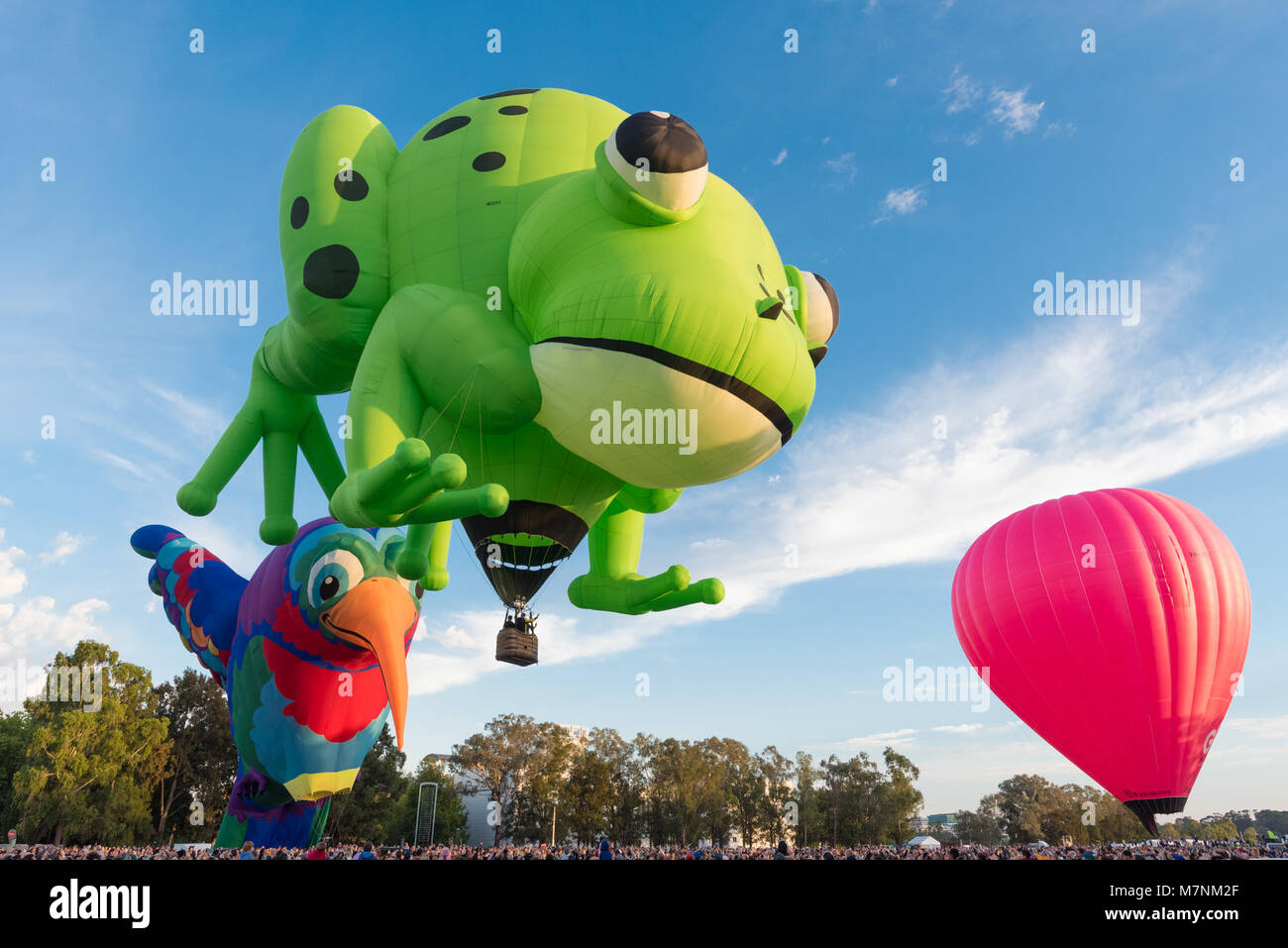 Canberra, Australia, 12th March, 2018. Hot air balloon festival in Canberra. Kermie is a colourful sight as it soars above the Hummingbird hot air balloon. Kermie had no trouble inflating on this windless morning at the hot air balloon event in Canberra, Australia. Sam Nerrie/Alamy Live News Stock Photo