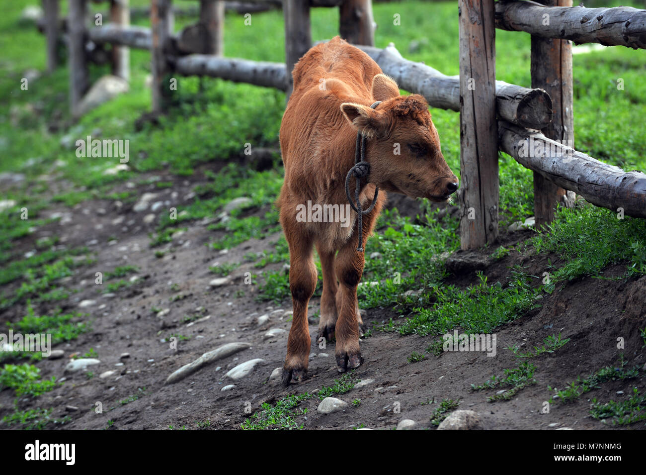 March 12, 2018 - Xinjiang, Xinjiang, China - Xinjiang, CHINA-Located within the Kanas Lake scenic area in the north of China's Xinjiang Uygur autonomous region, Hemu is a rather primitive village. Though its fame as a quiet picturesque village has rapidly spread among tourists, Hemu is still a comparatively isolated place, only lightly impacted by modern life. Some income of the village has been derived from tourism in recent years, but most local people still make a living from animal husbandry. In ever brighter daylight, Hemu Village look serene in the early morning, with its wooden huts nea Stock Photo