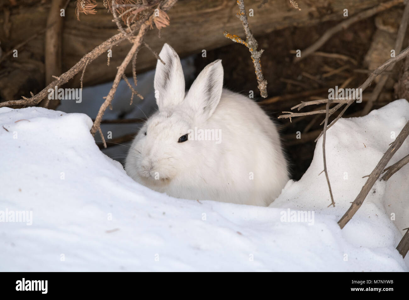 Snowshoe hare in winter Stock Photo Alamy