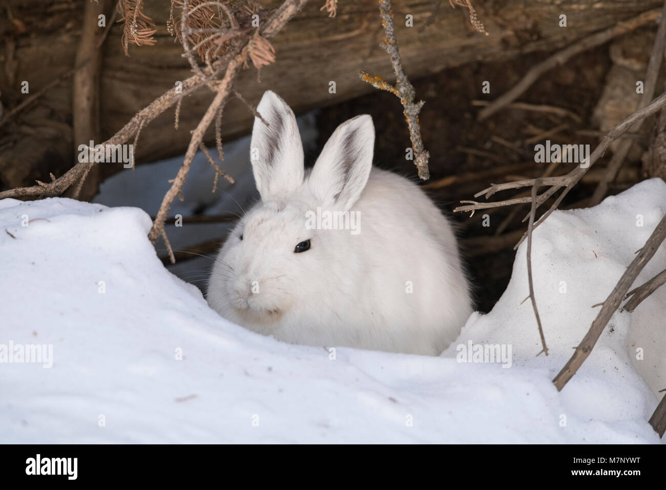 Snowshoe hare in winter Stock Photo Alamy