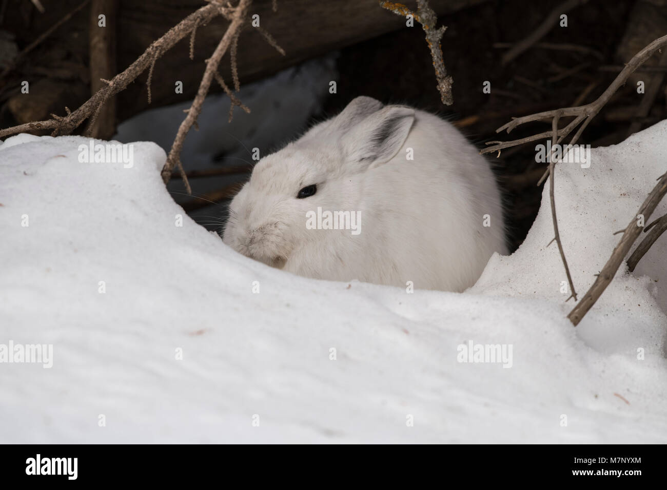 Snowshoe hare in winter Stock Photo Alamy