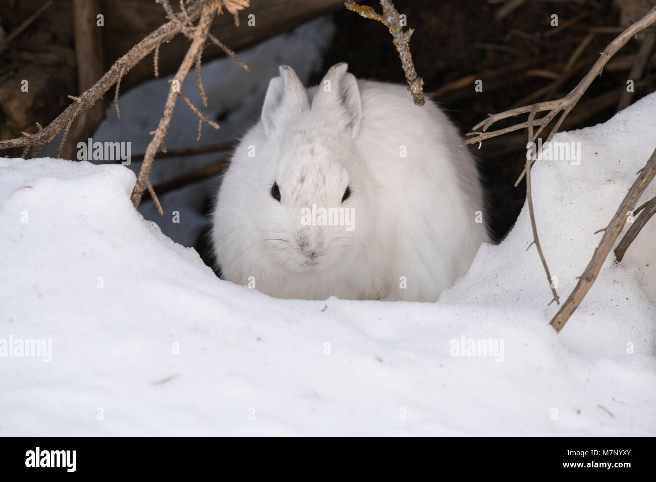 Snowshoe Hare Mittens