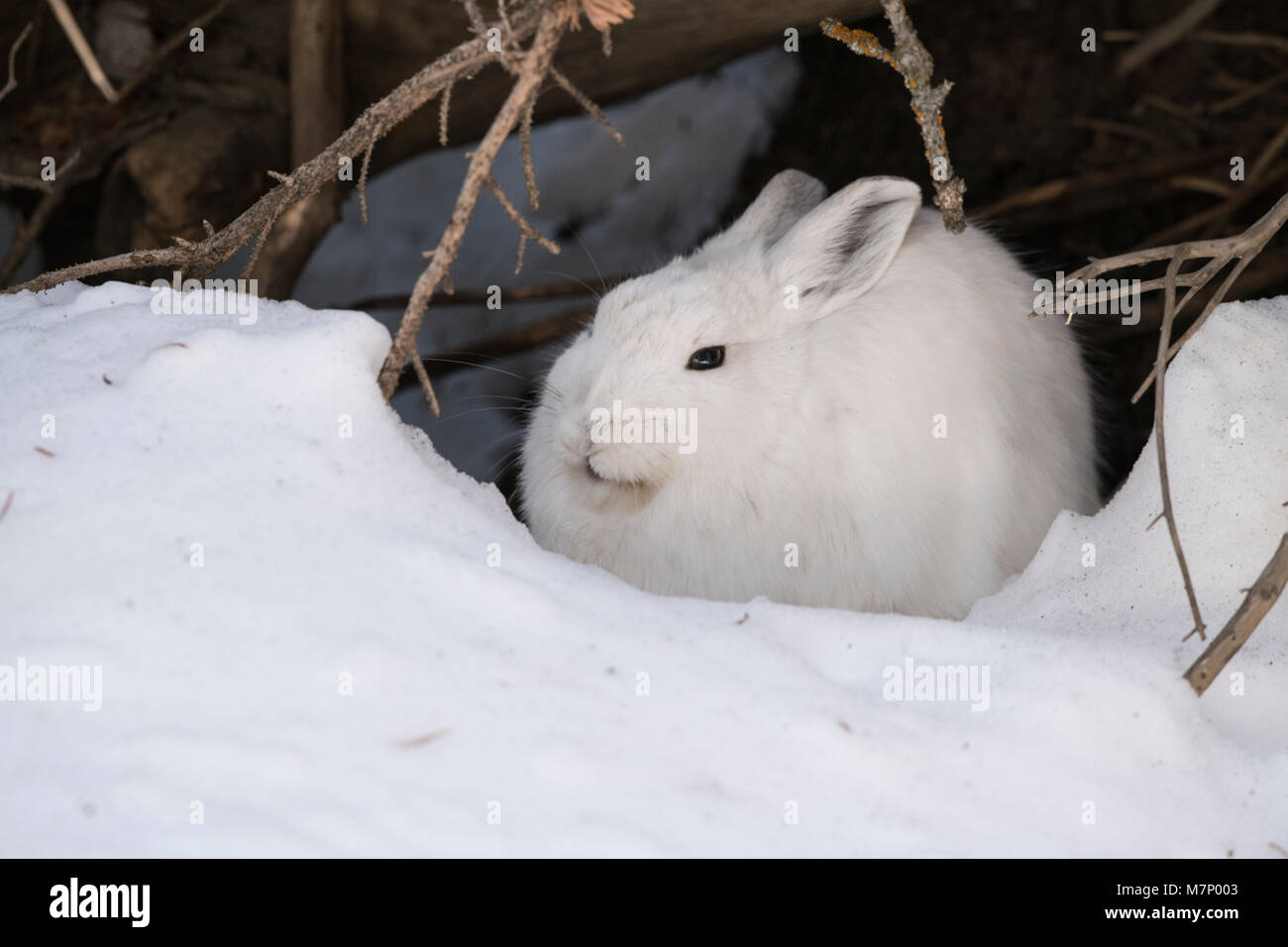 Snowshoe hare in winter Stock Photo Alamy
