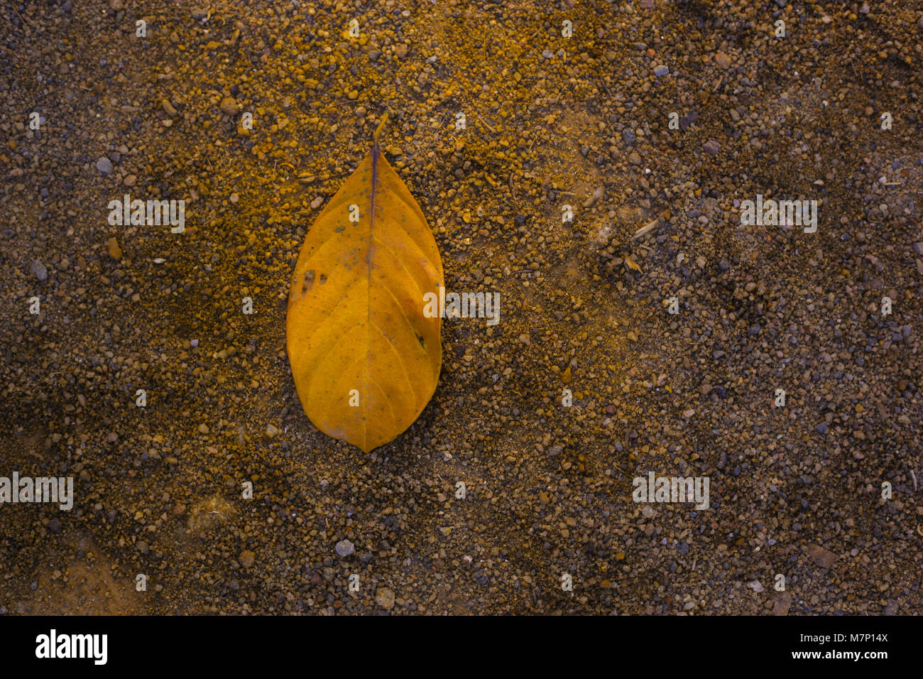 Leaf Stock Photo