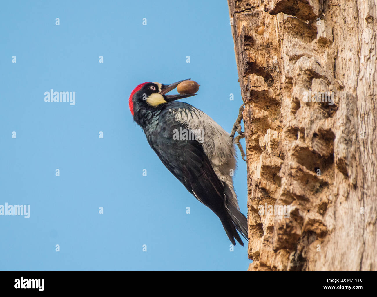 Acorn woodpecker hires stock photography and images Alamy