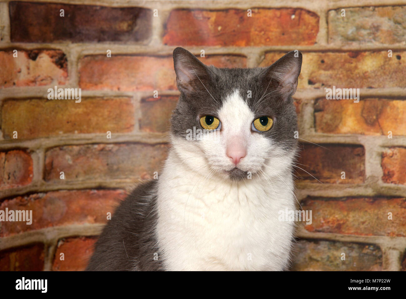 portrait of a gray and white tabby cat sitting in front of a brick wall ...