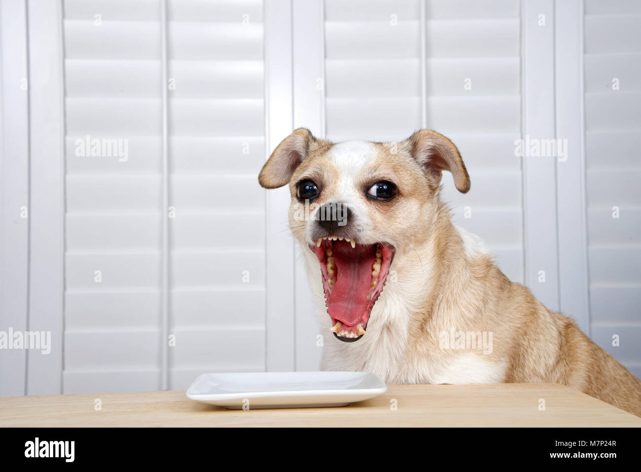 One senior chihuahua dog sitting at kitchen table waiting for food. Square white plate empty. Window background with shutters. Mouth wide open Stock Photo