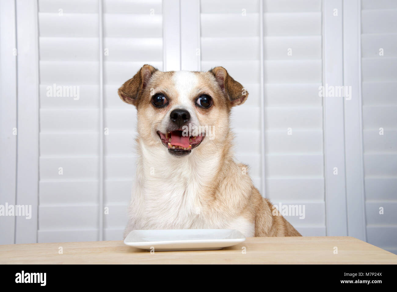 One senior chihuahua dog sitting at kitchen table waiting for food. Square white plate empty. Window background with shutters. Mouth open Stock Photo