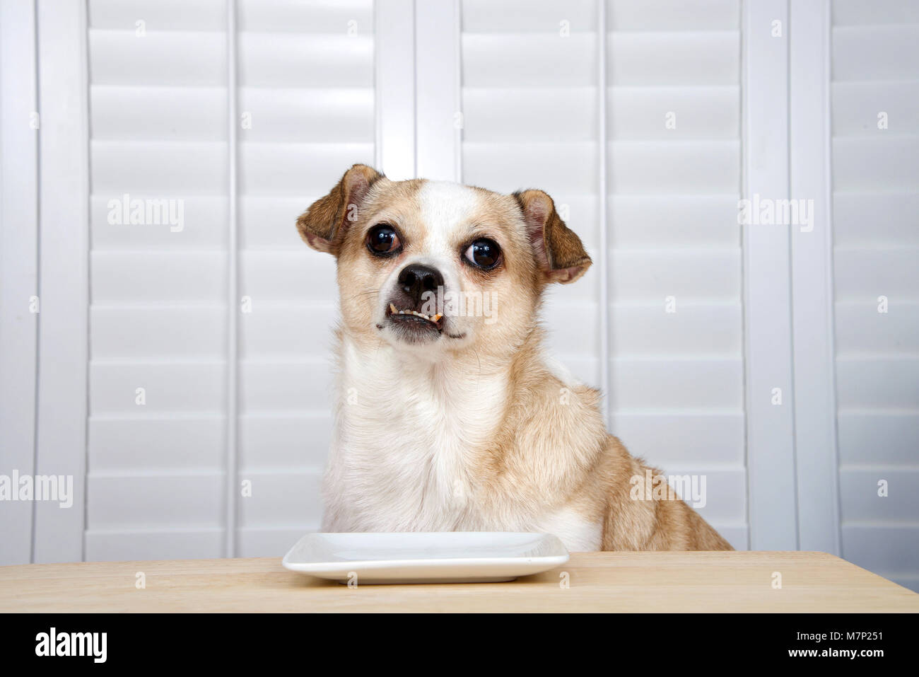 One senior chihuahua dog sitting at kitchen table waiting for food. Square white plate empty. Window background with shutters. Stock Photo