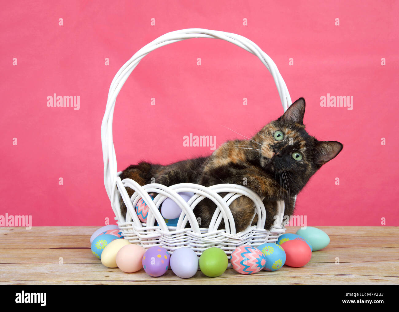 tortoiseshell tortie tabby cat laying in a white basket with easter