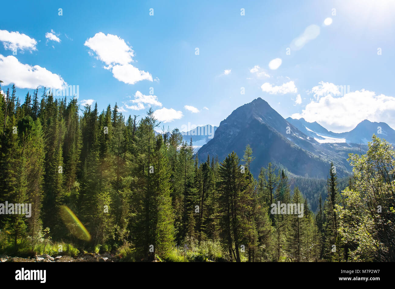 Foreground conifer trees hi-res stock photography and images - Alamy