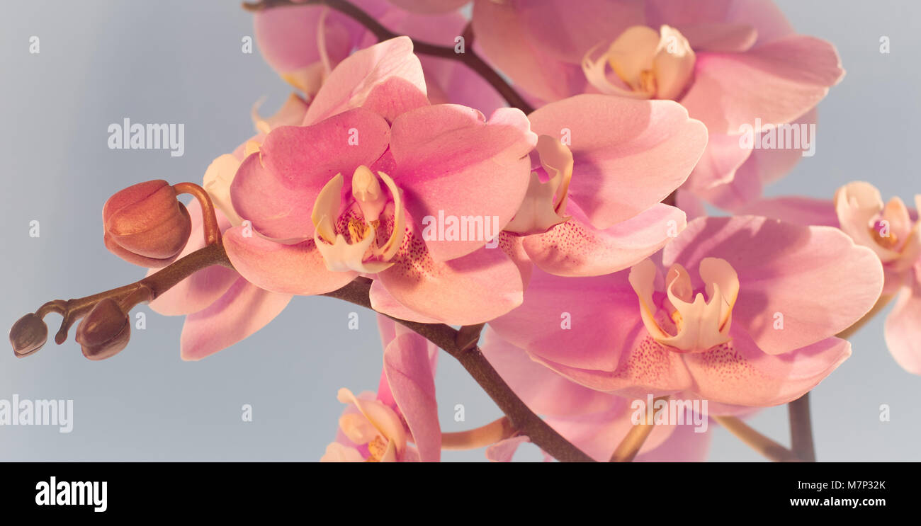 pink orchid branch in sunlight Stock Photo Alamy