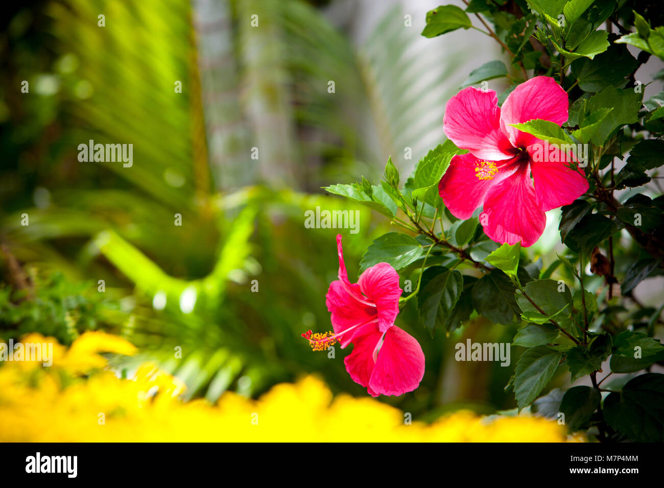 An image of two pink flowers on Fiji island during warm sunny day with