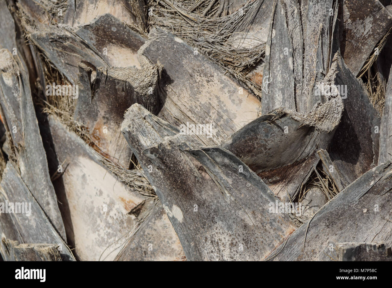 Old Wood Tree Texture Background Pattern Stock Photo - Alamy