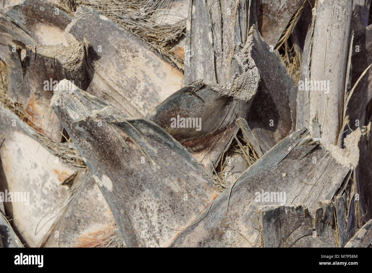 Old Wood Tree Texture Background Pattern Stock Photo - Alamy