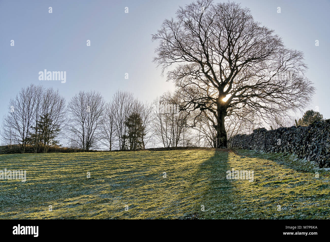 A backlit tree in the corner of a sloping field. Stock Photo