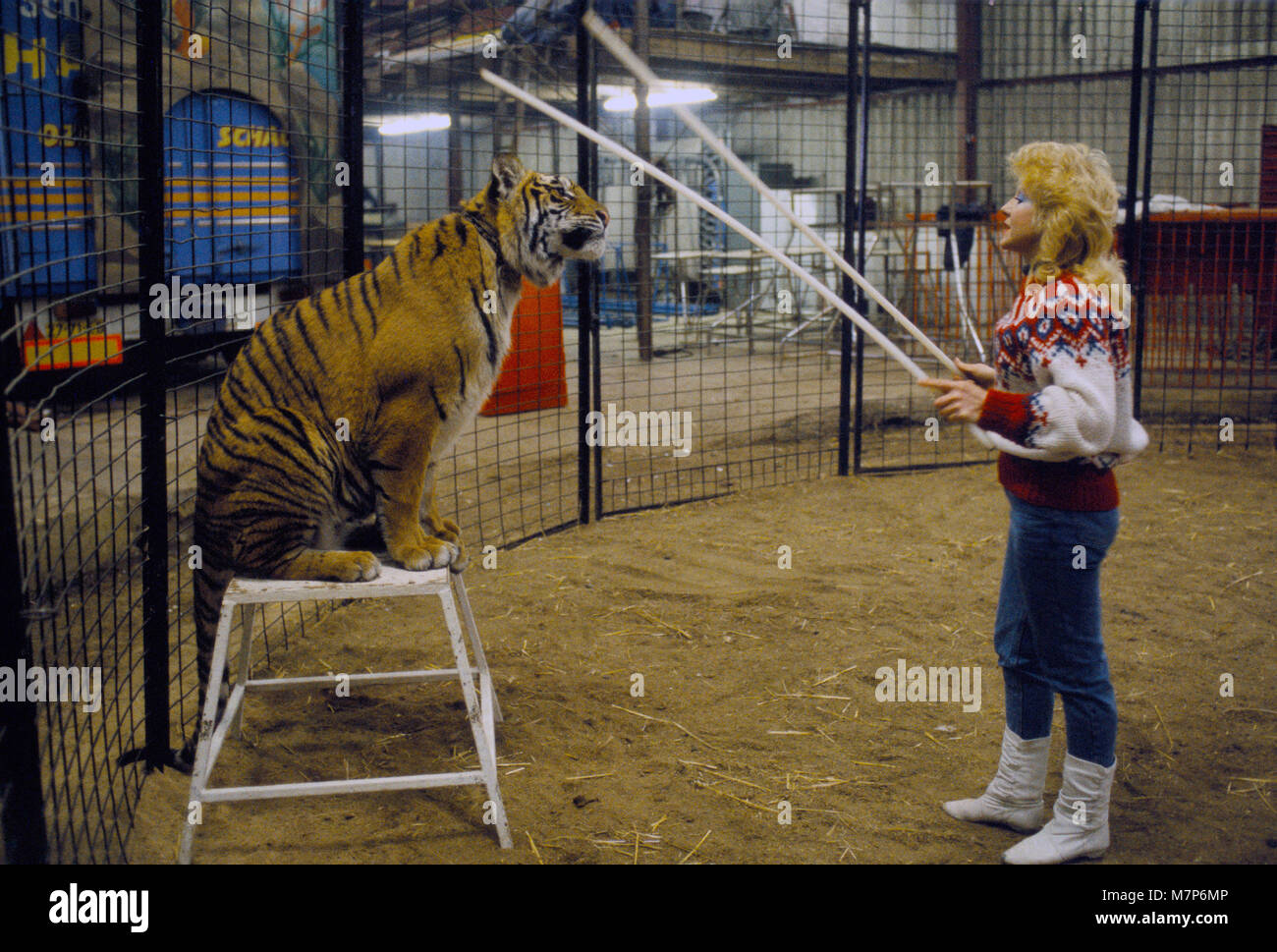 Caged wild animal in UK zoo. 1980s. Tiger training Gerry Cottles Circus. London England 80s HOMER SYKES Stock Photo