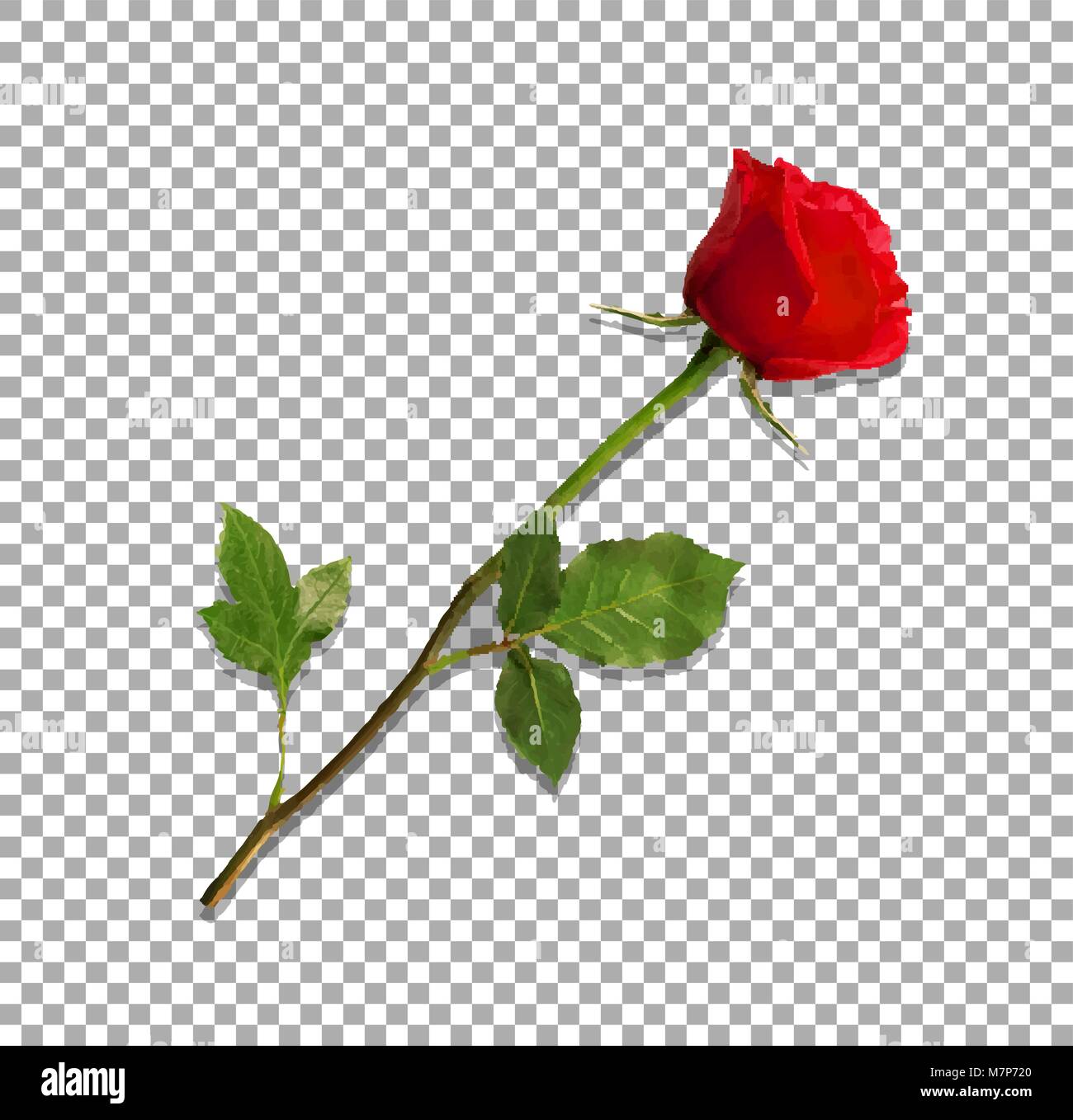 Vector illustration of photo-realistic, highly detailed flower of red rose isolated on transparent background. Beautiful bud of red rose on long stem. Stock Vector
