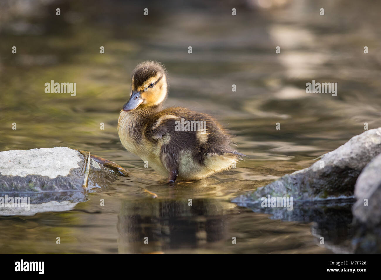 Detailed close up of wild UK mallard duckling (Anas platyrhynchos) standing isolated in shallow waters of woodland stream. Fine downy feather detail. Stock Photo