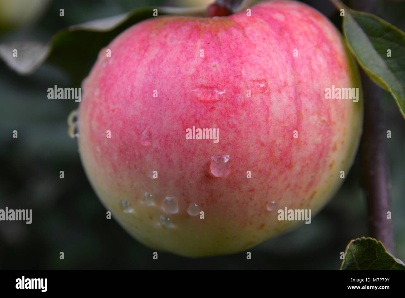 Fresh young red, pink and yellowapple growing on a tree with small water drops on it Stock Photo