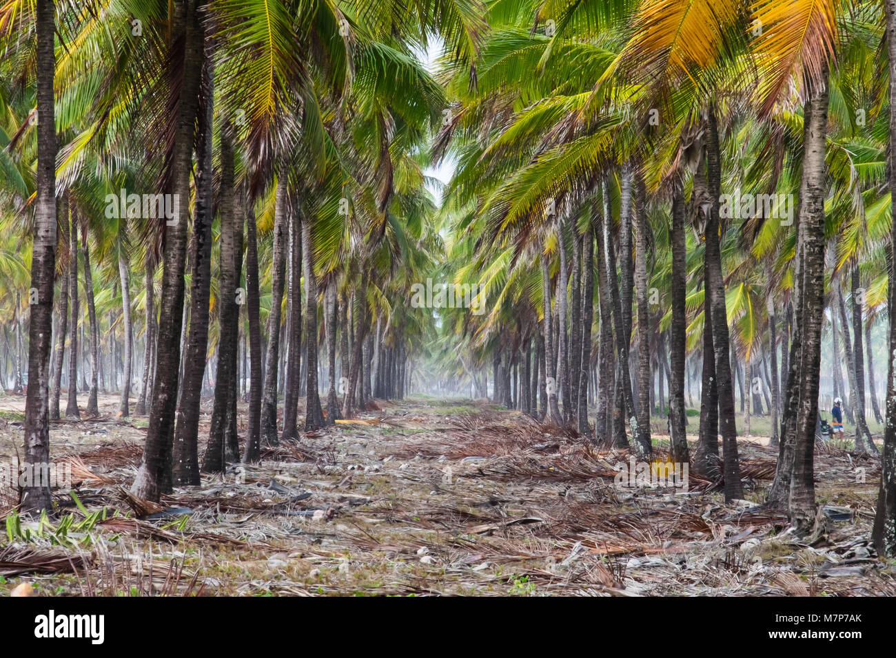 Big Coconut Tree Plantation in Maracaipe Pernambuco, Brazil Stock