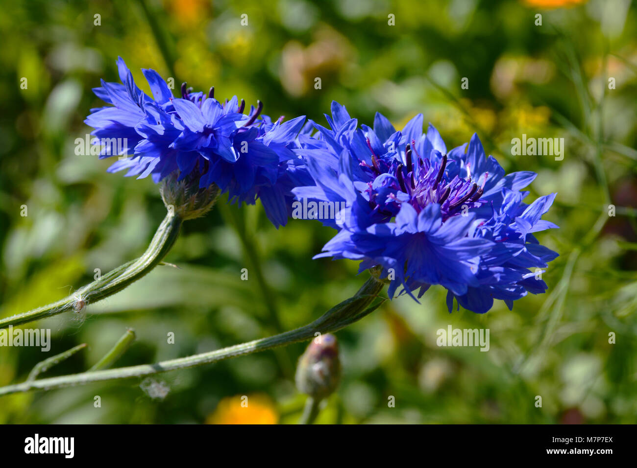 Estonian national flower corn flower, blue flower, blue petals on a green grass background Stock Photo