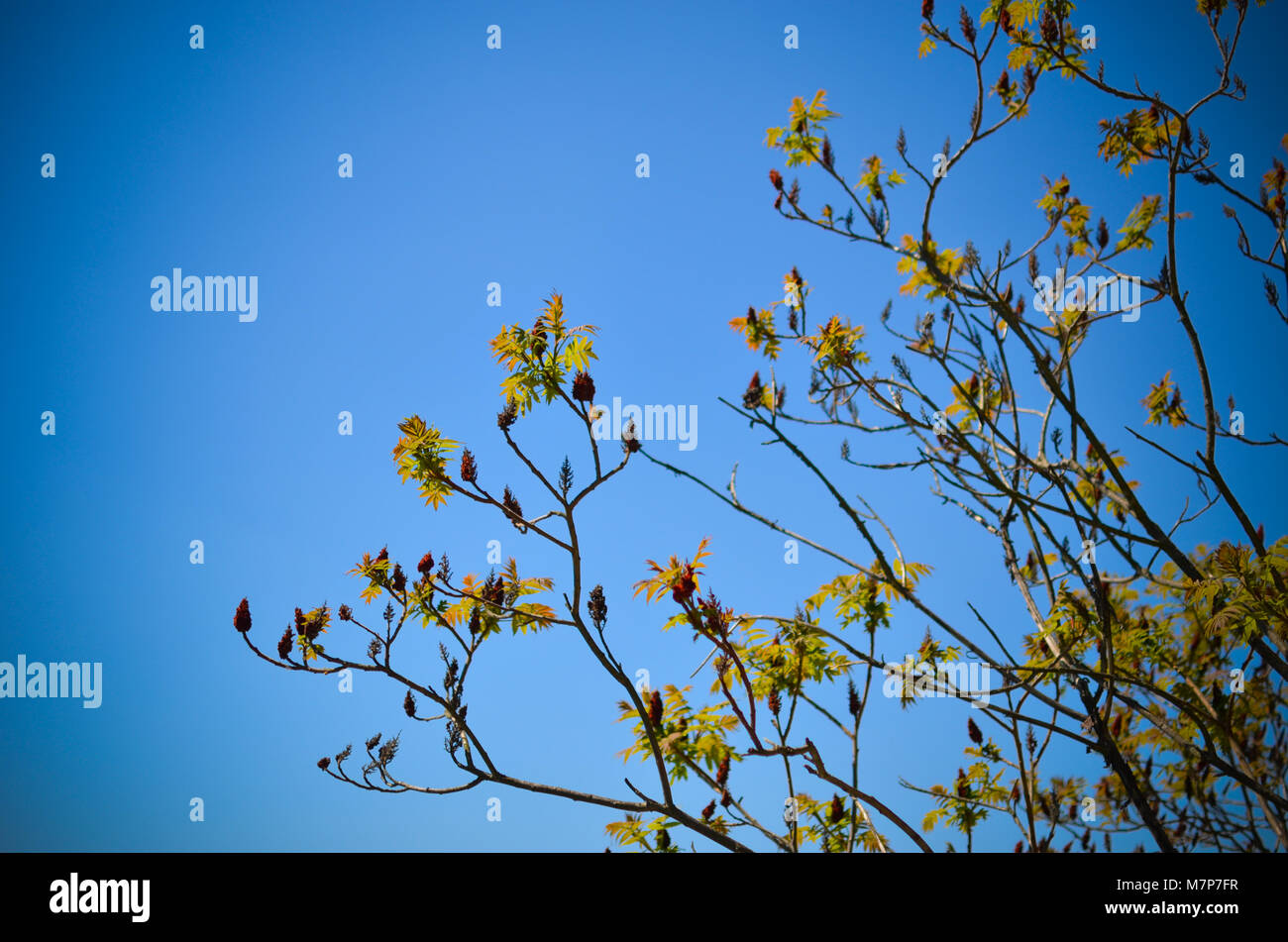 Trees Macro Spring Horizontal photo depicting a macro spring view of the tree branch on ...