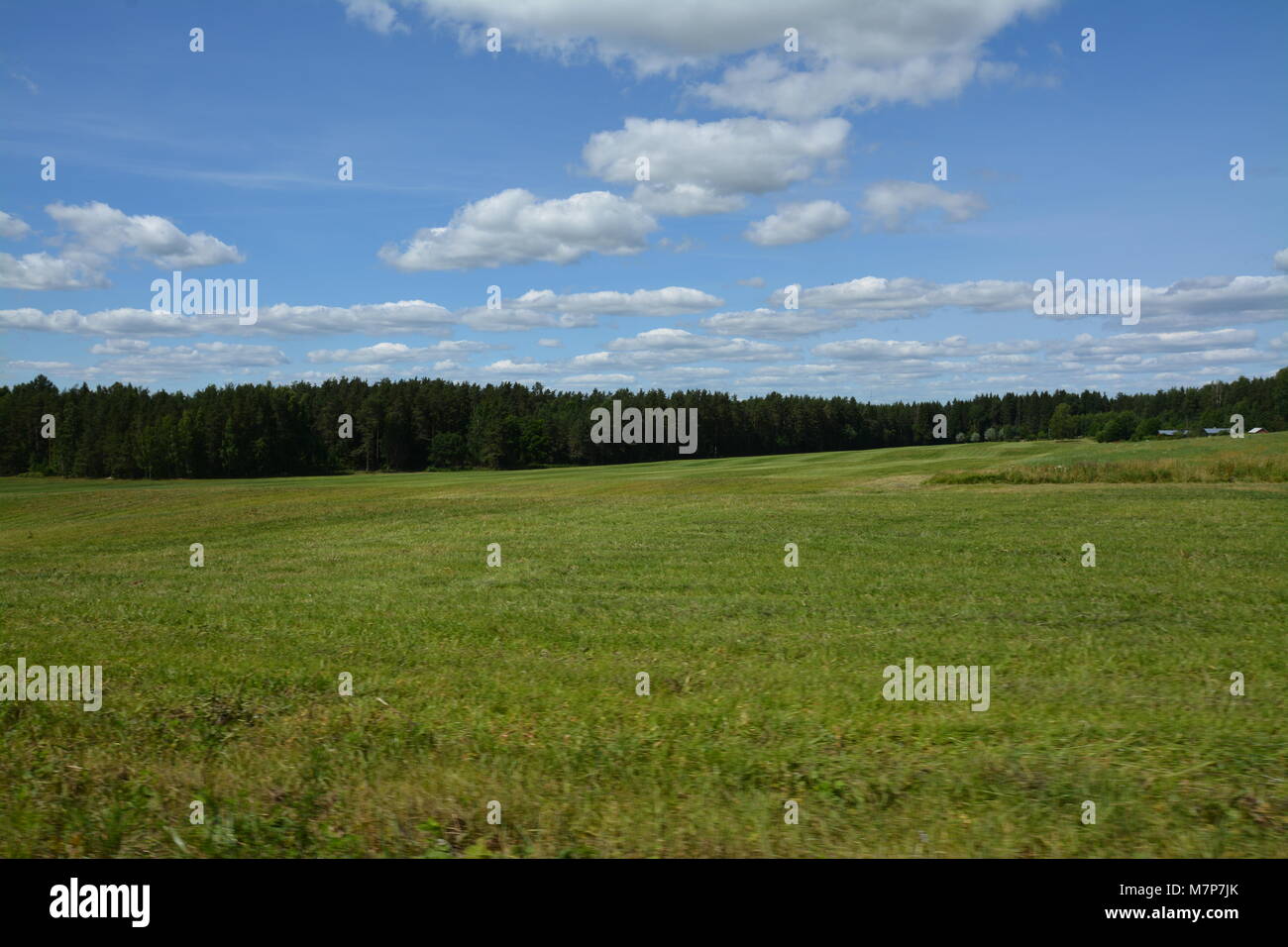 Summer landscape with green grass, forest, white clouds Stock Photo - Alamy