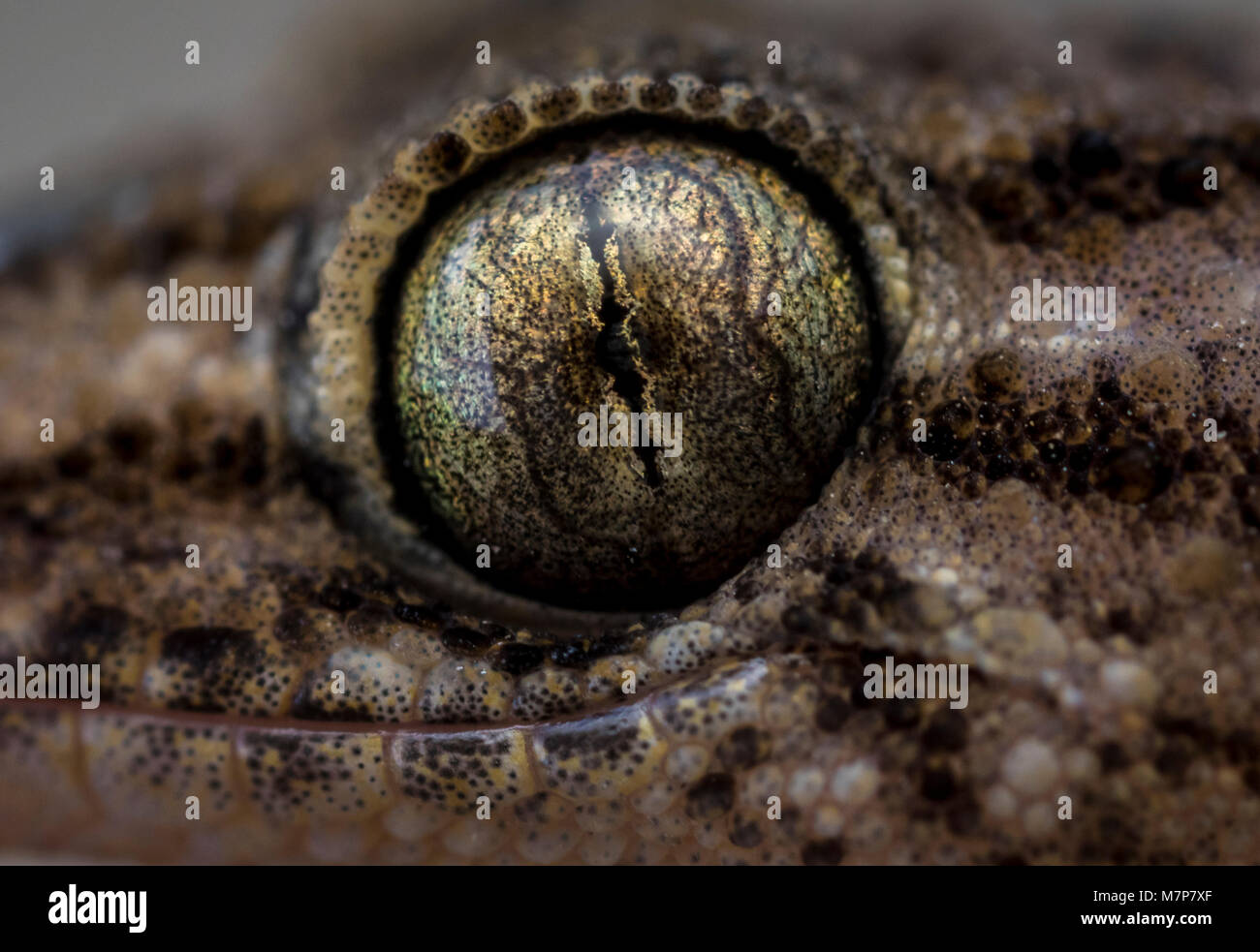 Eye catching hi-res stock photography and images - Alamy