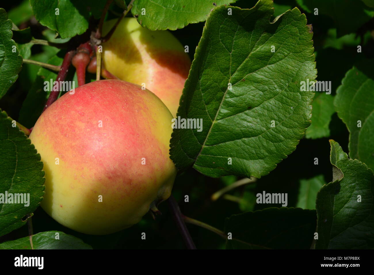 Apples on a tree Stock Photo - Alamy