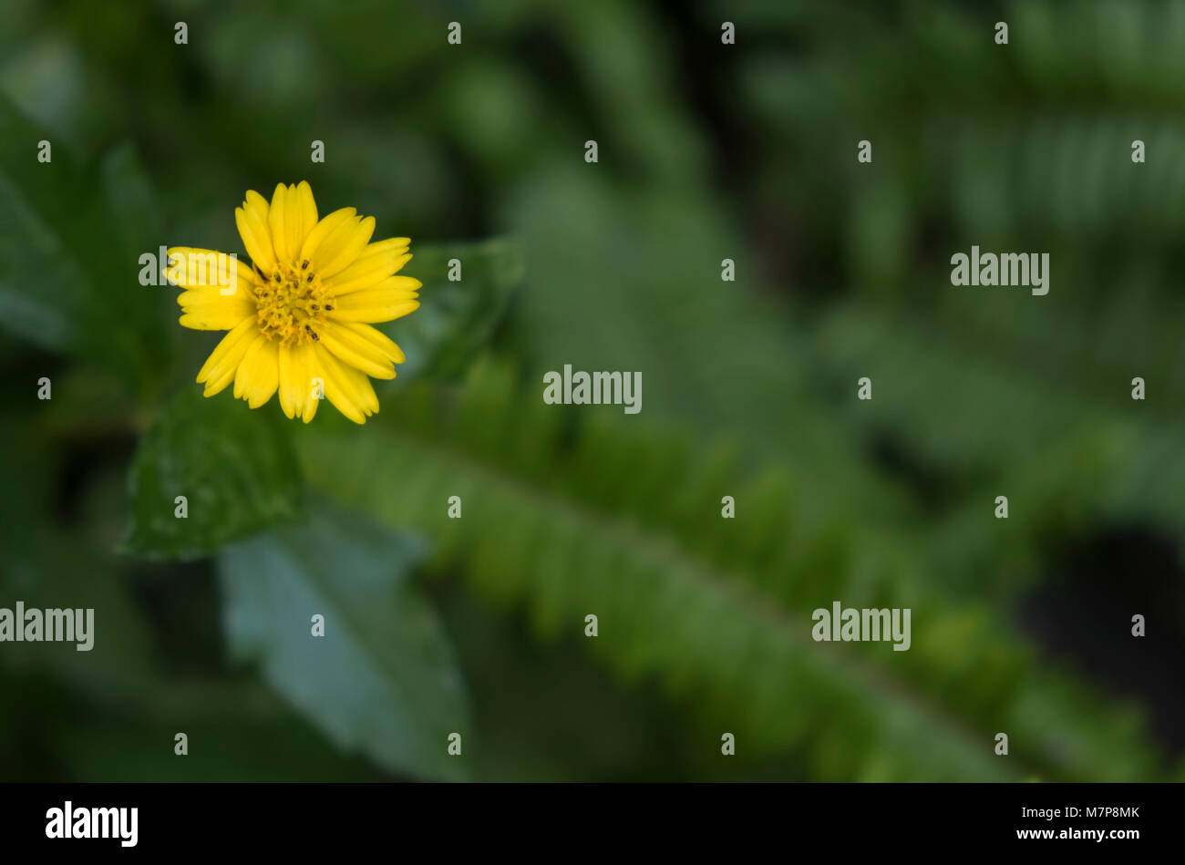 One yellow flower in green blur background. Sphagneticola trilobata or Wedelia. Stock Photo