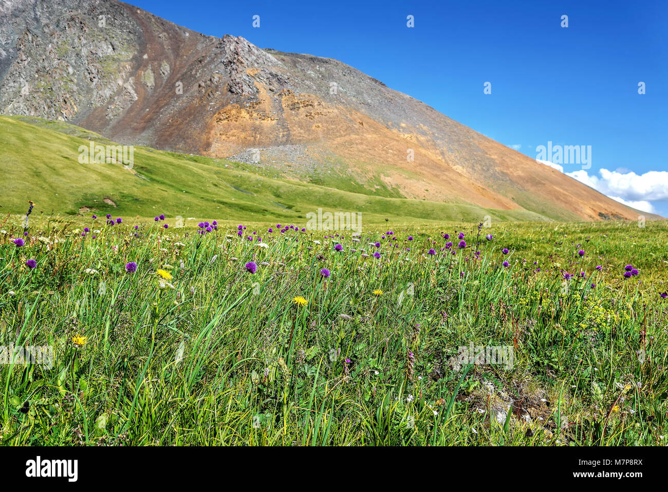 Purple wildflowers Allium schoenoprasum on a bright green alpine meadow against a background of mountains and a blue sky with clouds Stock Photo