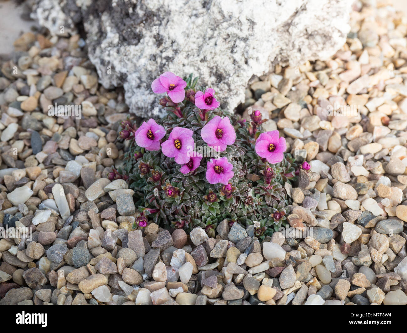 Deep pink kabscia saxifrage Nancye-6 flowering in an alpine bed against some tufa Stock Photo