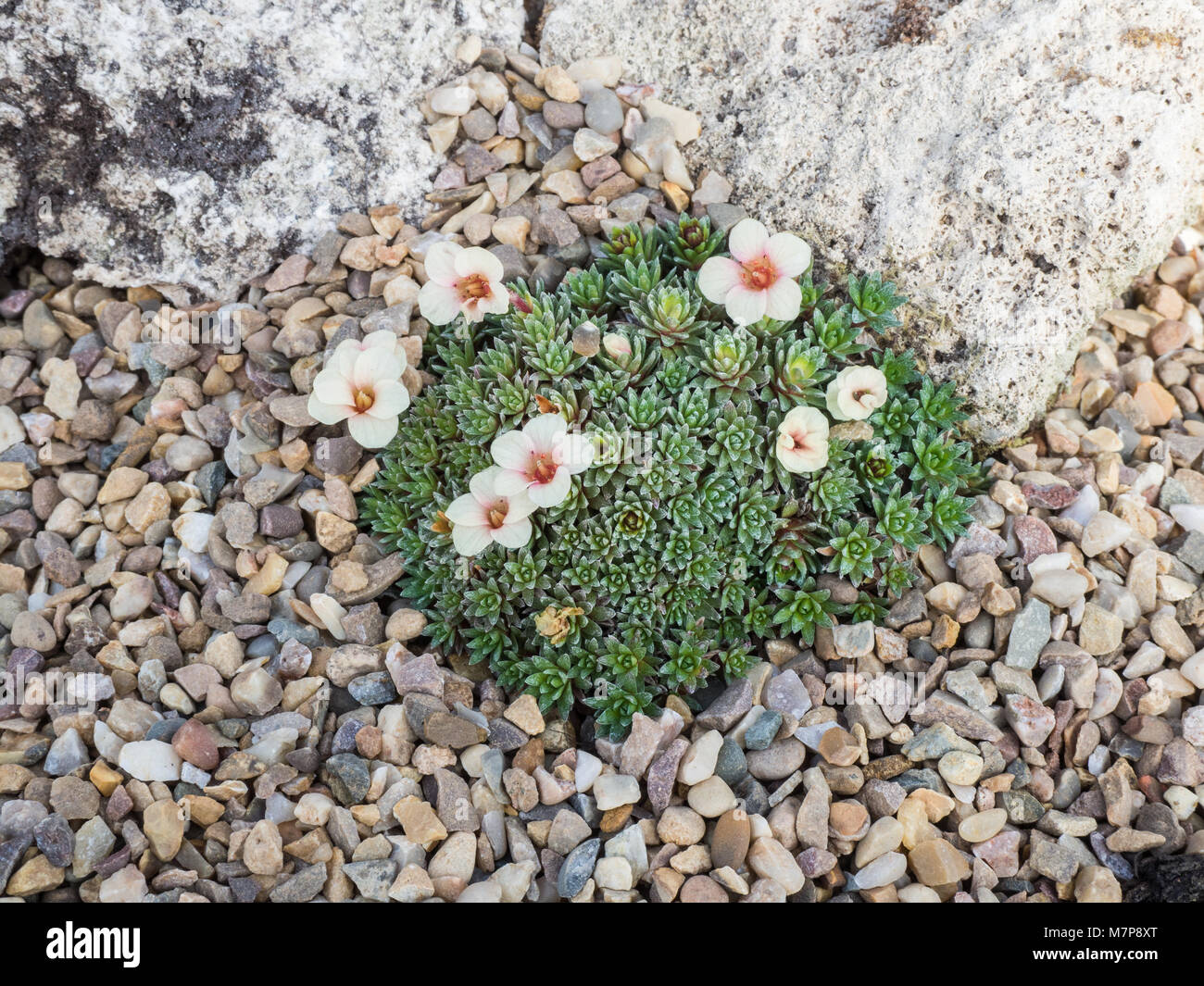 Kabscia saxifrage Penelope flowering in an alpine bed against some tufa Stock Photo