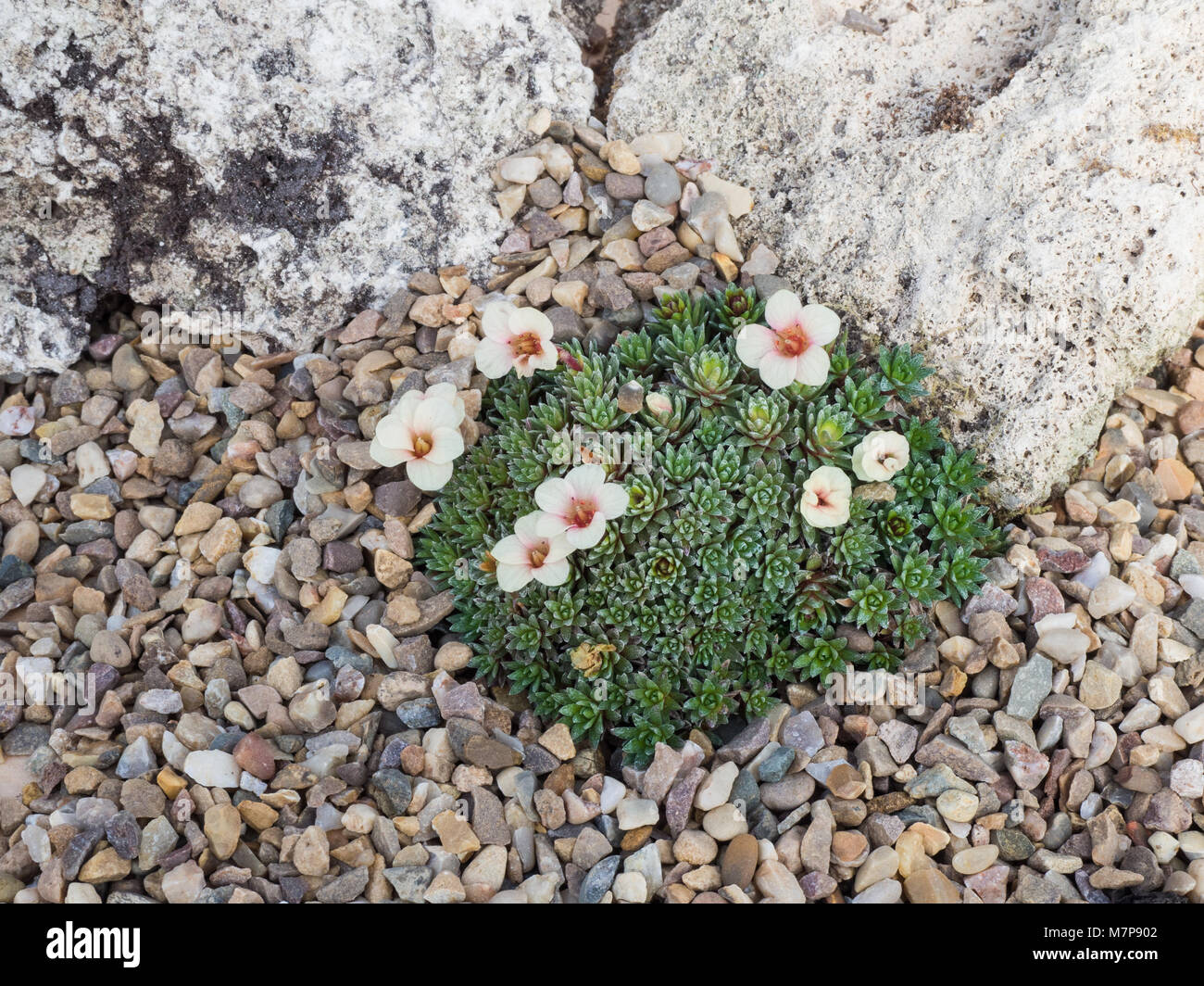Kabscia saxifrage Penelope flowering in an alpine bed against some tufa Stock Photo