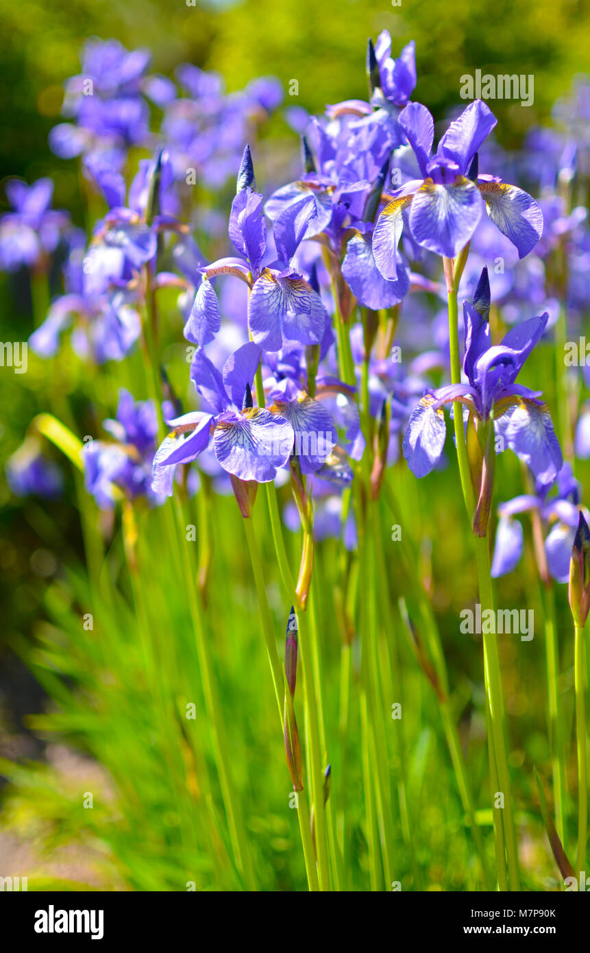 Violet blue flowers of wild iris, covered with drops of summer rain, on a green background Stock Photo