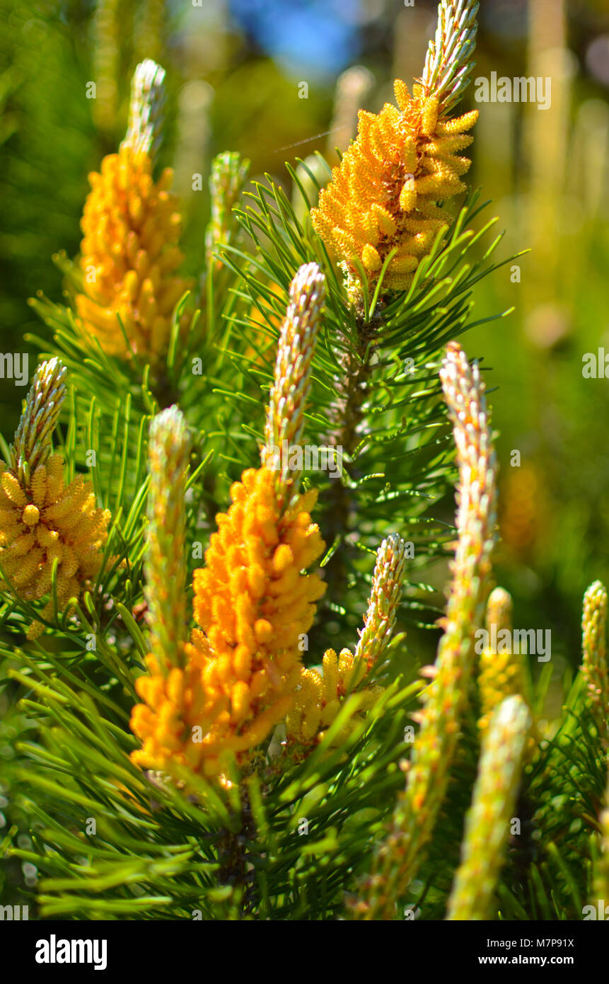Pine tree flower hires stock photography and images Alamy