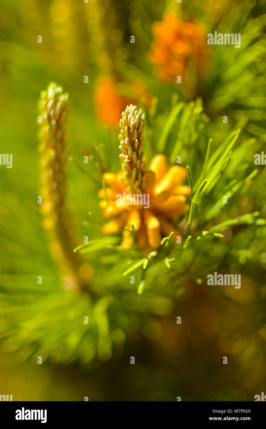 Pine tree flower hires stock photography and images Alamy